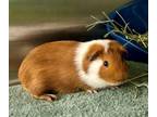 Adopt Beric a Guinea Pig