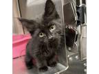 Adopt Chive a Domestic Long Hair