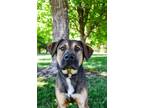 Adopt Brandon a Shepherd, Retriever