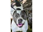 Adopt Guapo a Pit Bull Terrier, Mixed Breed