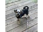 Adopt Cody a Yorkshire Terrier, Mixed Breed