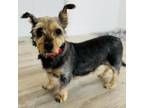 Adopt Bentley a Yorkshire Terrier, Mixed Breed