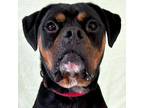 Adopt George a Boxer
