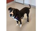 Adopt Bolt a German Shorthaired Pointer, Pit Bull Terrier