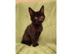 Adopt Harlem a Domestic Short Hair