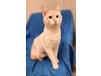 Adopt Butters a Siamese