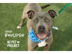 Adopt Boulder a Pit Bull Terrier, Mixed Breed