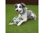 Adopt Willie a Sheep Dog, Poodle