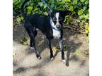 Adopt Brimsley - Costa Mesa Location a Terrier