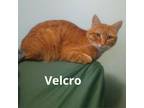 Adopt Velcro -*Bonded w/ Whiskers*- City of Industry Location a Domestic Short