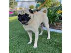Adopt Gunner- City of Industry Location a Pug