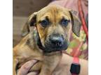 Adopt Blubber a Black Mouth Cur