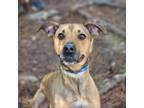 Adopt Cooper a Black Mouth Cur