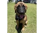 Adopt Winter Sweets: Buddy a Pit Bull Terrier, Leonberger