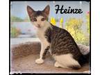 Adopt Heinze a Domestic Short Hair