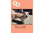 Adopt Smitty a Corgi, Skye Terrier
