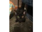 Adopt Ruben a Domestic Short Hair