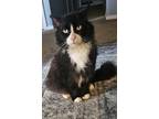 Adopt Finnegan - Offered by Owner -Fluffy and friendly a Domestic Long Hair