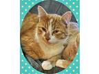 Adopt MEATLOAF - Offered by Owner - In/out family cat a Tabby