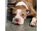 Adopt Whiskey a Pit Bull Terrier