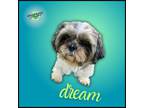 Adopt Dream a Shih Tzu