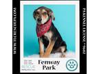 Adopt Fenway Park (Ballpark Pups) 050424 a Coonhound, Labrador Retriever