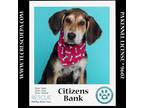 Adopt Citizens Bank (Ballpark Pups) 050424 a Bluetick Coonhound