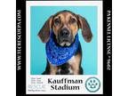 Adopt Kauffman Stadium (Ballpark Pups) 050424 a Bluetick Coonhound
