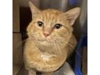 Adopt Mango a Domestic Short Hair