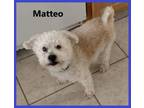 Adopt Matteo a Bichon Frise