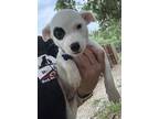 Adopt Bluebell a Mixed Breed