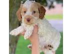 Australian Labradoodle Puppy for sale in Lagro, IN, USA