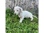 Dachshund Puppy for sale in Courtland, VA, USA
