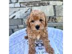 Poodle (Toy) Puppy for sale in Selma, NC, USA