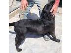 Labrador Retriever Puppy for sale in Manawa, WI, USA