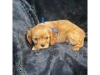 Cavalier King Charles Spaniel Puppy for sale in Spruce Pine, AL, USA