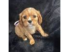 Cavalier King Charles Spaniel Puppy for sale in Spruce Pine, AL, USA