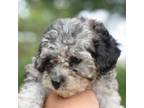 Poodle (Toy) Puppy for sale in Dayton, OH, USA