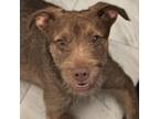 Adopt Chocolate IB a Border Terrier, Schnauzer