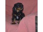 Cavalier King Charles Spaniel Puppy for sale in Inez, TX, USA