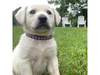 Labrador Retriever Puppy for sale in Houston, MS, USA