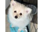 Pomeranian Puppy for sale in Woodbridge, VA, USA