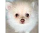 Pomeranian Puppy for sale in Woodbridge, VA, USA