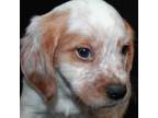 Brittany Puppy for sale in Westmoreland, TN, USA