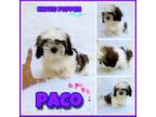 Shih Tzu Puppy for sale in Miami, FL, USA