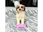 Cavapoo Puppy for sale in Greenfield, IN, USA