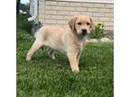Labrador Retriever Puppy for sale in Clifford, MI, USA