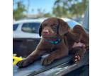 Labrador Retriever Puppy for sale in Miami, FL, USA