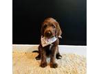 Labradoodle Puppy for sale in Columbus, OH, USA