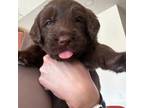 Labradoodle Puppy for sale in Columbus, OH, USA